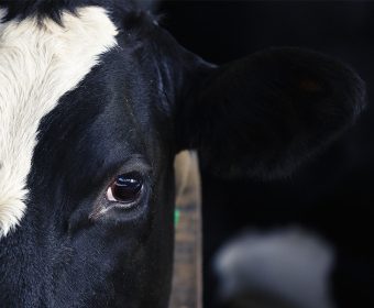 What is the True Cost of Milk Production?