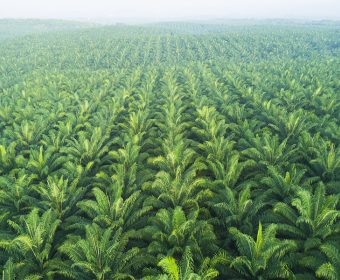 Problems With Palm Oil | Cost of Production