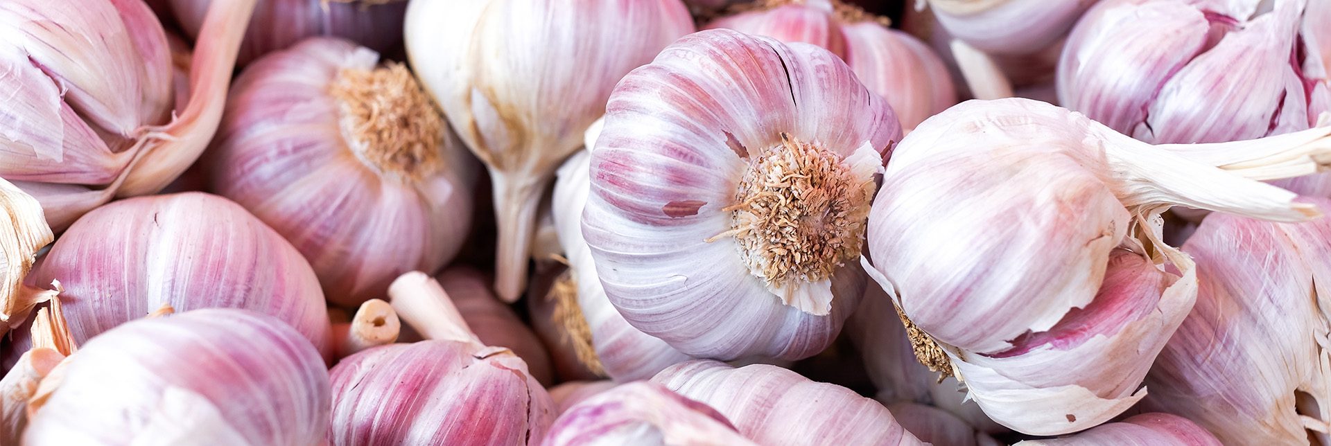 header-banner-garlic.jpg