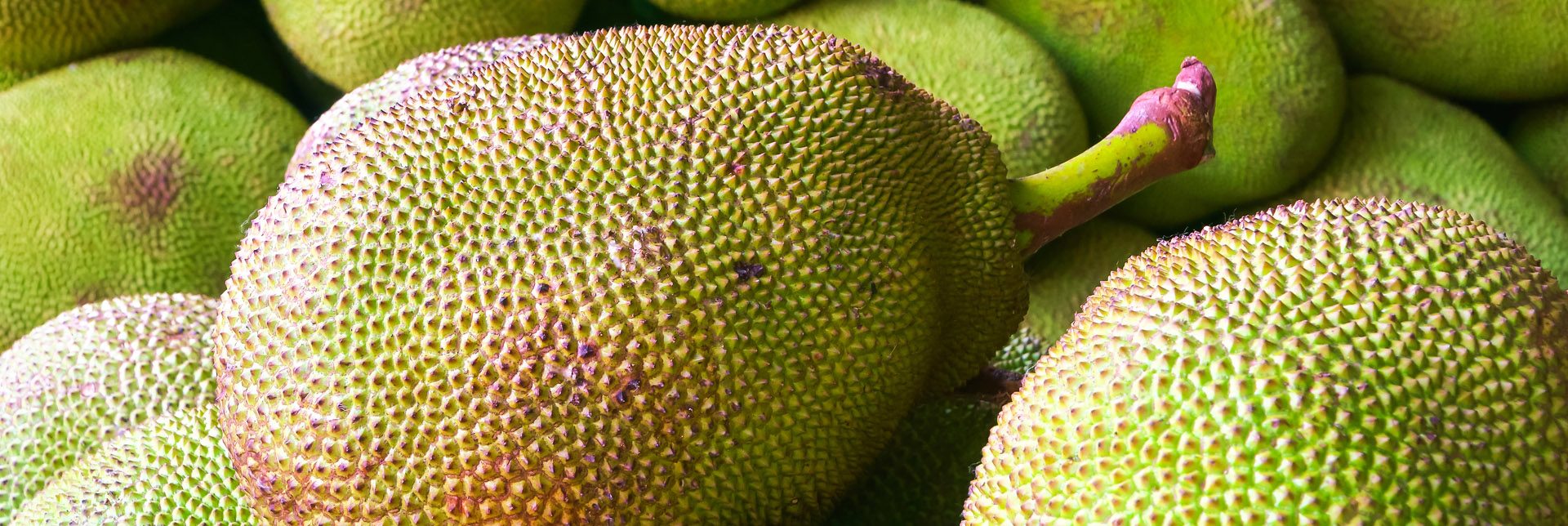 Where Does Jackfruit Come From And How Is It Grown Foodunfolded