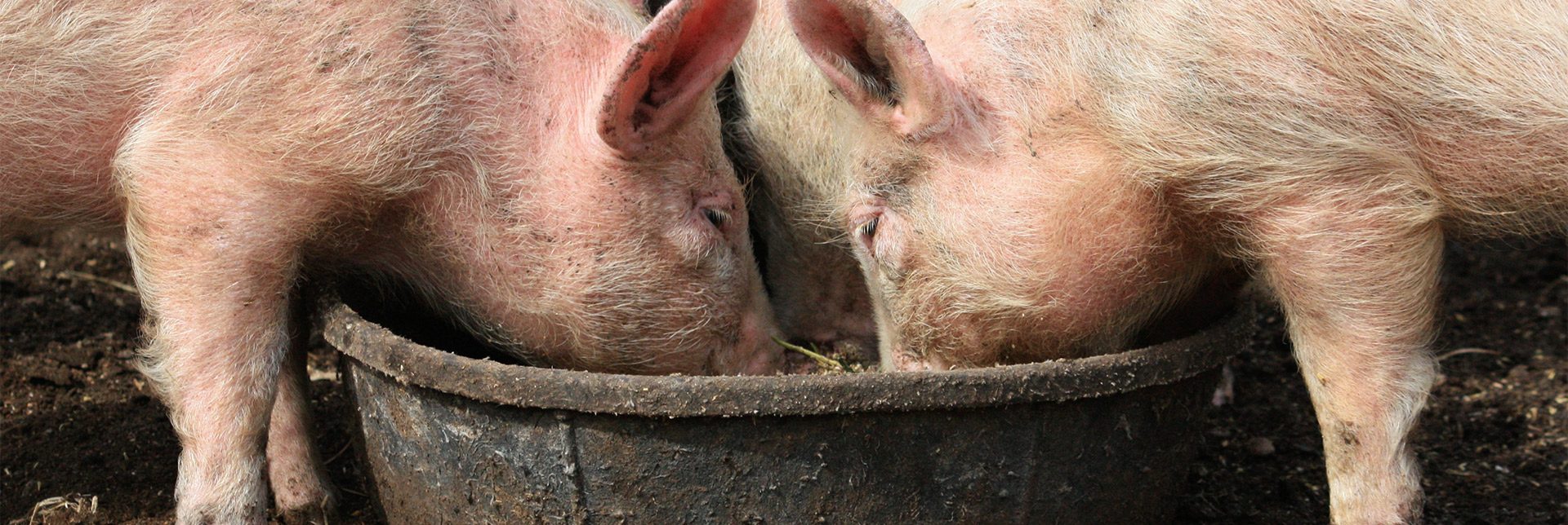 Can Pigs Help Reduce Food Waste?