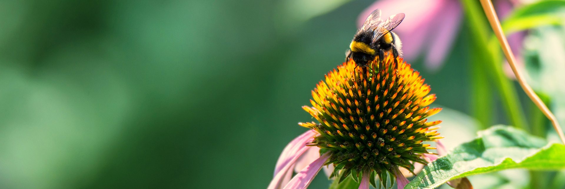 pollination-how-it-works-header.jpg